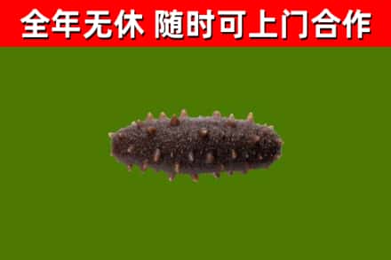 邯山回收海参干